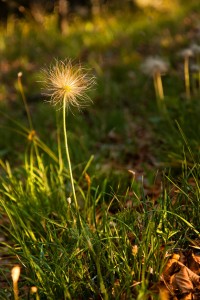 kvet jar sulovske vrchy