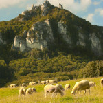 ovce Sulovske skaly Brada